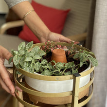 Load image into Gallery viewer, DHARAK & SHANKHU: PLANT BOWL & HYDRATING CAPSULE