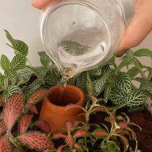 Load image into Gallery viewer, DHARAK & SHANKHU: PLANT BOWL & HYDRATING CAPSULE