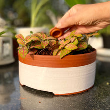 Load image into Gallery viewer, DHARAK & SHANKHU: PLANT BOWL & HYDRATING CAPSULE